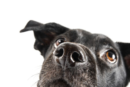 article image - dog looking up-WEB
